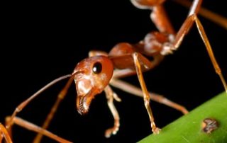 ant-infestations-removed-local-pest-torremolinos-malaga