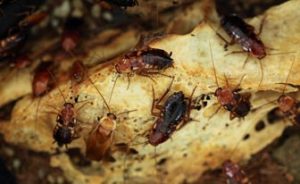 cockroach infestations removed local pest costa-del-sol