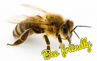 honey-bee-local-pest-control-specialists
