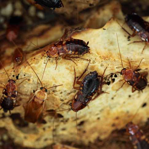local-pest-cockroach-solutions-costa-del-sol