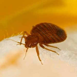 local-pest-solutions-costa-del-sol-bed-bugs