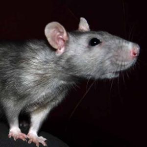 rat-pest-control-costa-del-sol-marbella-estepona