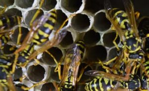 wasps-nests-removal-local-pest-control-estepona