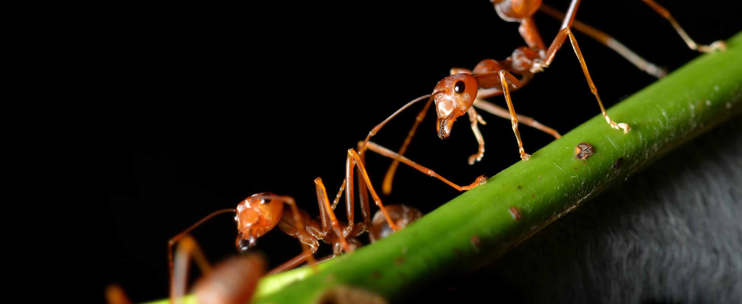 ant-pest-control-marbella-estepona