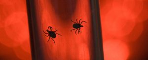 spider-control-local-pest-control-malaga-marbella