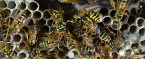 wasps-pest-control-marbella-estepona-fuengirola